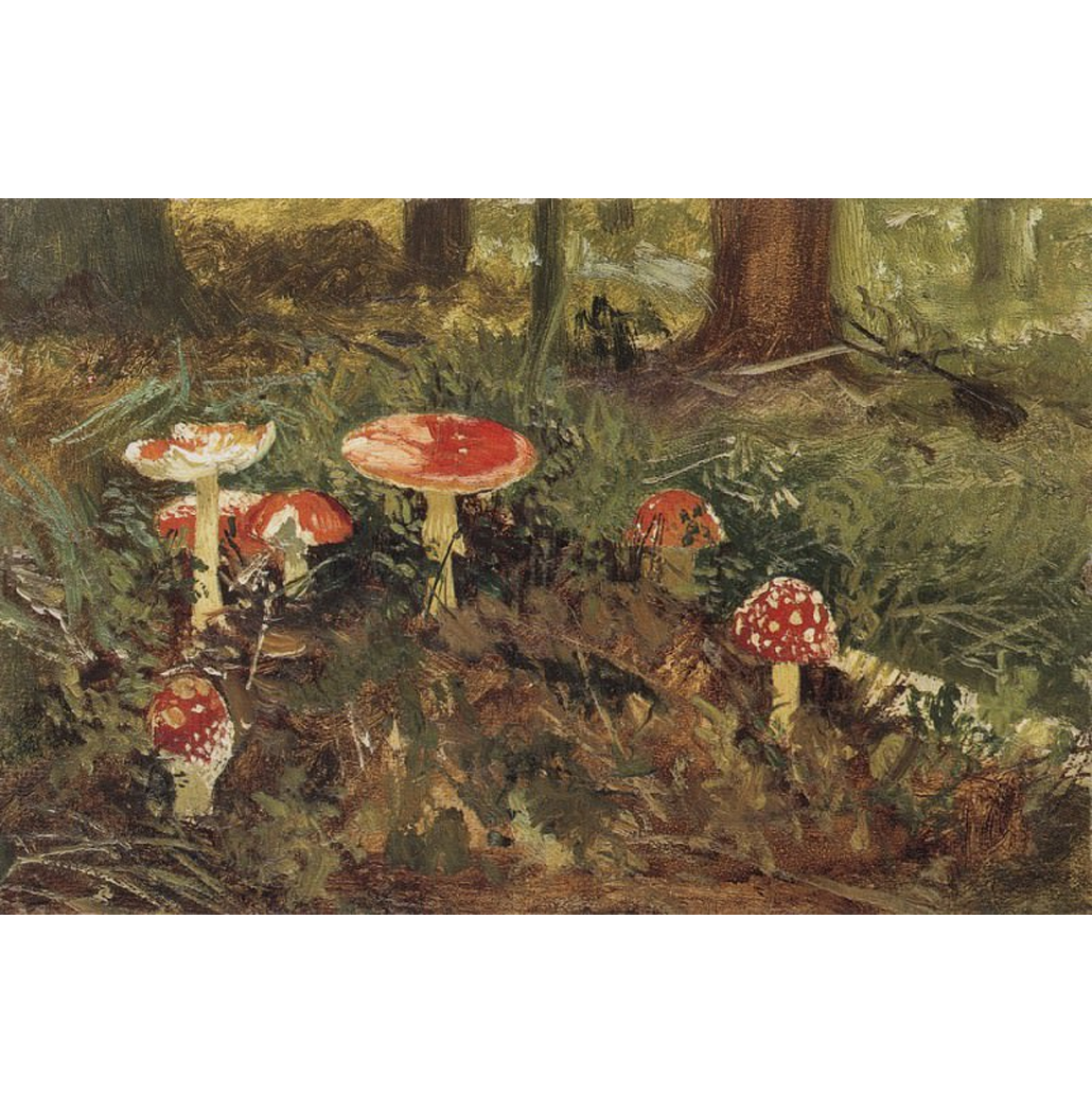 Amanita (Estudo) (1878–1879)- Ivan Shishkin