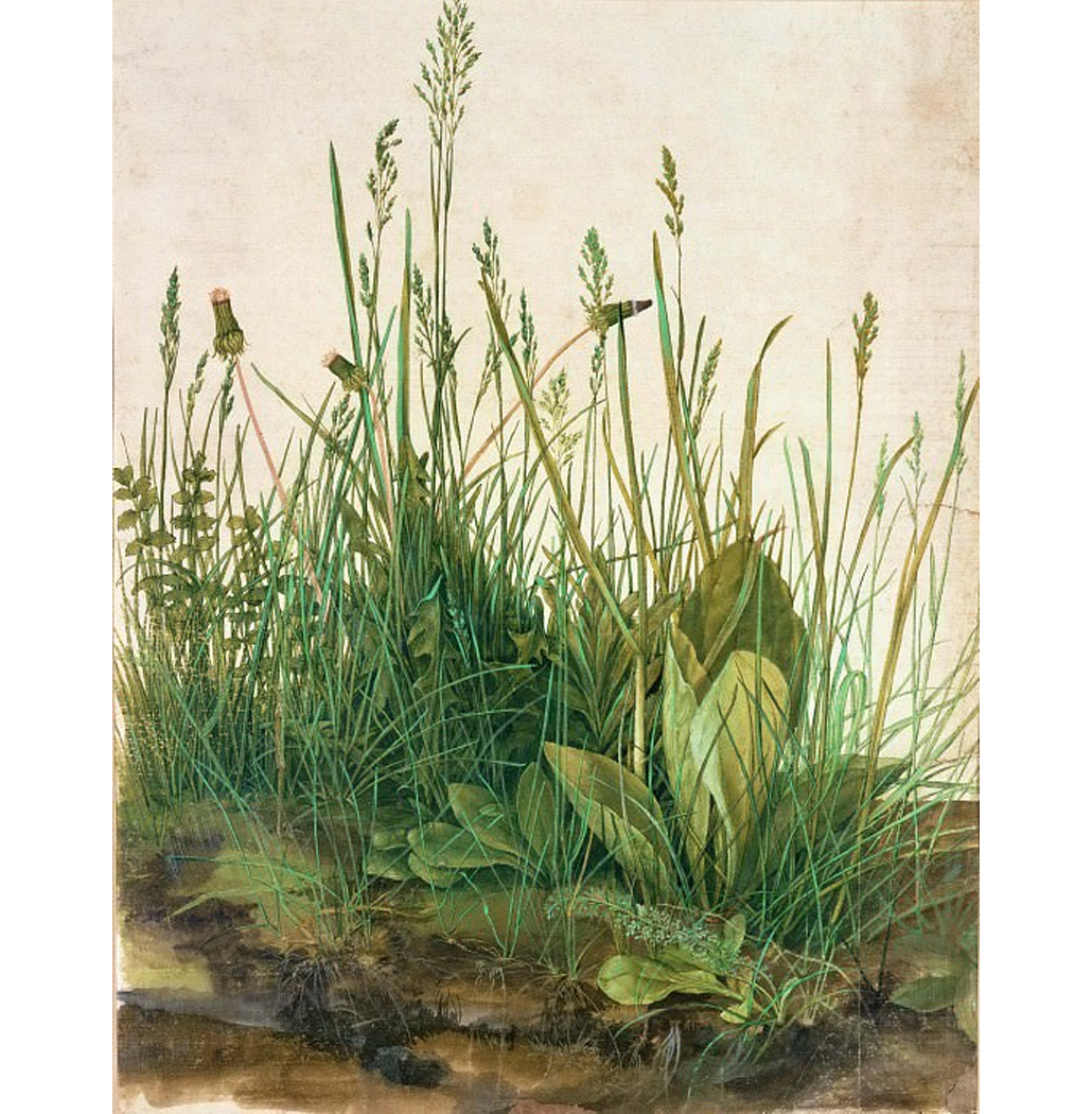 Relva Grande - Dürer